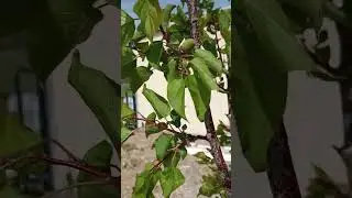 Prepper's Shorts 039 &ndash; May 9th Garden Update #preppergarden #gardeningforbeginners #graymanprepping
