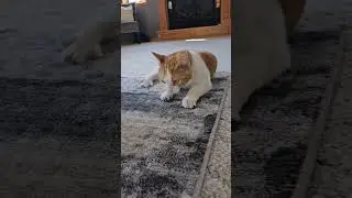 WHY DID A NOTIFICATION SOUND LIKE THAT DURING THE VIDEO #kitten #cat #cats