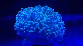 Frogspawn Coral under LED lights (watch in HD)