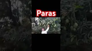 #trending #paras #farming #Shorts #multiple seeds official