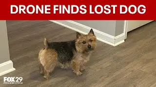Pet detective uses drone to track down missing show dog