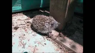 Ada-Programmierstream (anschauen lohnt nicht, ist langweilig und schlecht)