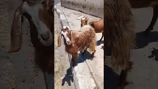 Bedouin life 🐑🐐#video #shorts #bedouin #animal #animalshorts #bestfriend #bestie