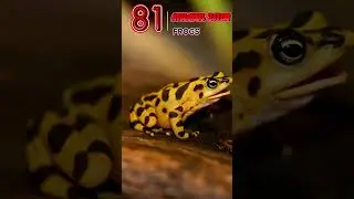 Atelopus Zeteki: The Unique Toad of Panama&rsquo;s Highlands | EP81