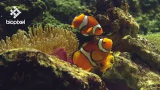 Oceanpedia   Critter finder   Fish    Reproduction