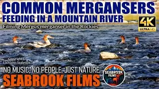 Common Mergansers Feeding in a Mountain River: Filming Mergus merganser in the Rockies