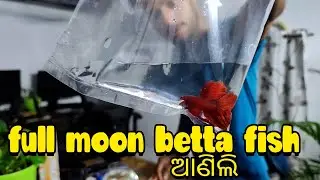 Full moon betta fish ଆଣିଲି | Animation Vlog | ଓଡ଼ିଆ Vlog | Hitesh Vlog  @SquirrelAnimation ​
