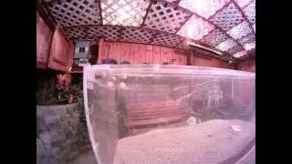 Time-Lapse Video of Black Widow Spider Spinning An Egg Sack