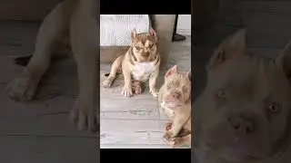 Два брата, американского булли, в типе стандарт и покет. #americanbully #puppy #bullybreed #булли