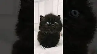 Cat Close-Ups That Are Too Cute To Handle