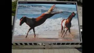 assateaque island 2017