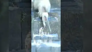 #Shorts Pitiful Baby Monkey Mom Bathing And Feels So Cold And Shake episode #6