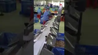 Automatic weight sorting machine