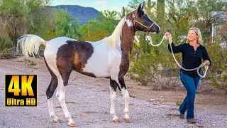 Arabian Horse x Pinto Horse = Gorgeous Pintabian Horses!