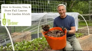 How to Source, Use, and Store Fall Leaves for Garden Mulch