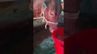 FAST Agro #গরু #cow #famr#bullfarm #brahoman #goru#khamar#cowcowcow