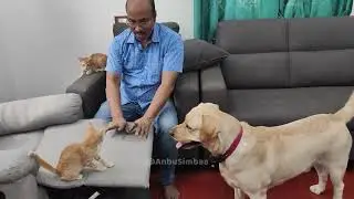 Appa plays with Simba and kittens 😂🥰 #doglove #kittenshorts #catfunnymoments 