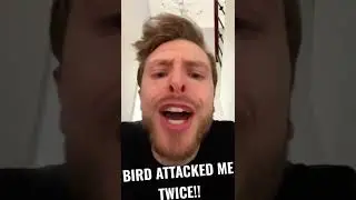 Bird Attacked Me TWICE!!