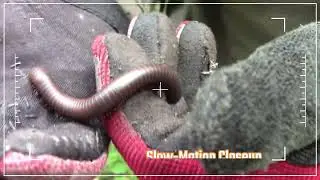 Round-Backed Millipede - The New Jersey Nature Boys