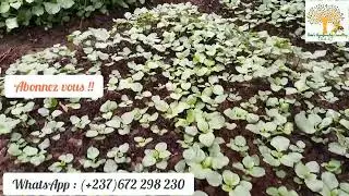 Comment réussir la culture des légumes 100%  biologique ?