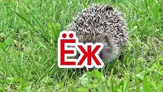 Часть 8. Твой малыш заговорит. Метод Домана. Смотри каждый день. Быстрый результат.