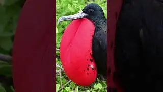 फ्रिगेटबर्ड: क्या यह सिर्फ एक पक्षी है? Red Pouch Power: Frigatebird Mating Display!