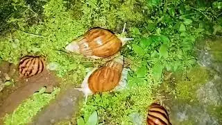 Unveiling the Mysteries: Understanding White Snails in Your Backyard 