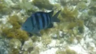 Attack of the BLUE Sergeant Major Fish!