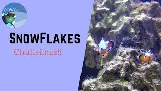 Ocellaris SnowFlakes😍😍!!! y alga filamentosa😱😱 || OceanMon