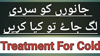 sardi ka desi ilaj | janwaron ko thand lag jy tu kia ilaj karyn | by pass fat