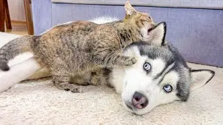 Adorable Kitten Picks a Fight With a Husky and REGRETS NOTHING!!