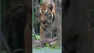 Wow super sighting | injoy ♨️|Tiger safari | Animal| booking | ticket 🔥 #injoy #viral #wildlife
