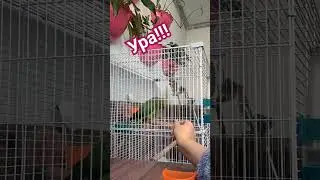 Огромный прогресс. наконец то взял семечку из рук. #ура #приручениепопугая
