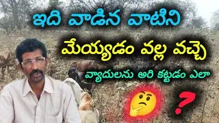 How to prevent diseases caused by grazing on CROPS#ayushmantrafarming #asmr#animals#jaijawanjaikisan