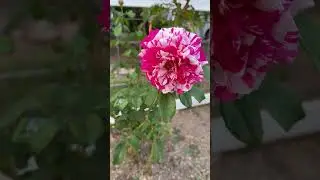 Had to stop for this pink & white rose #naturebreak #ambientsound #birdcalls #naturewatching
