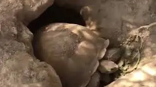 Kern County Firefighters Rescue Tortoise Trapped in Hole