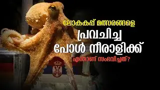 പോൾ നീരാളിക്ക് പിന്നീട് എന്ത് സംഭവിച്ചു? | Story of Paul, The Octopus | Football Heaven