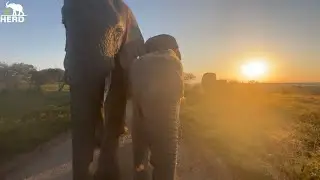 Albino Baby Elephant Khanyisa in the Lead! As She Leads Her Herd in the Bush!