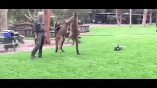 Moment Two Kangaroos Take Each Other on at Popular Australia's Reptile Park