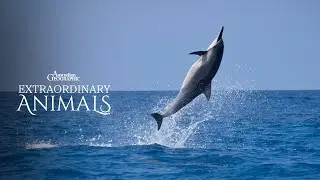 Spinner Dolphins LEAPING Into The Air! | Extraordinary Animals