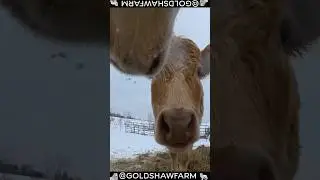 POV: You're a Guardian Dog Protecting Your Cows