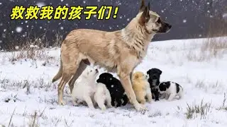 流浪狗一家无处安身，在风雪中的瑟瑟发抖，所幸好心人发现了它们