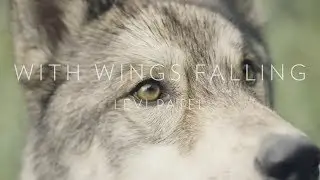 Levi Patel - With wings falling (Official Music Video)