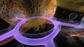 Echinoderm Animation Sea Star Body Plan Preview