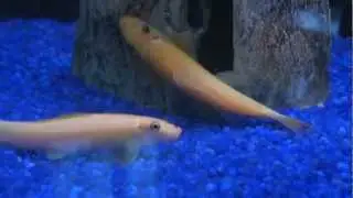Die goldene siamesische Saugschmerle - Gyrinocheilus aymonieri var. Gold