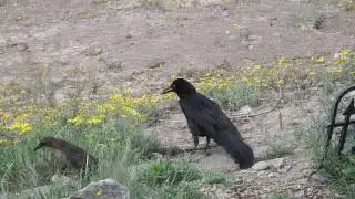 Male Grackle trying to impress a female Grackle.