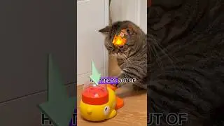 Hardworking Cat 🔥🔥🔥