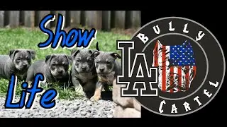 American Bully Show Life Episode 27: Quarantine Life, The Essentials...
