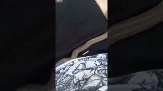 Gniewosz plamisty | Smooth snake