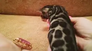 Мальчик Квито